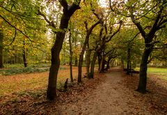 Baarn - Baarnsche Bos - 10