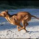 Rhodesian Ridgeback