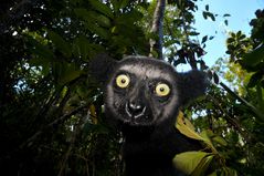 Babakoto - Lemur in Madagaskar