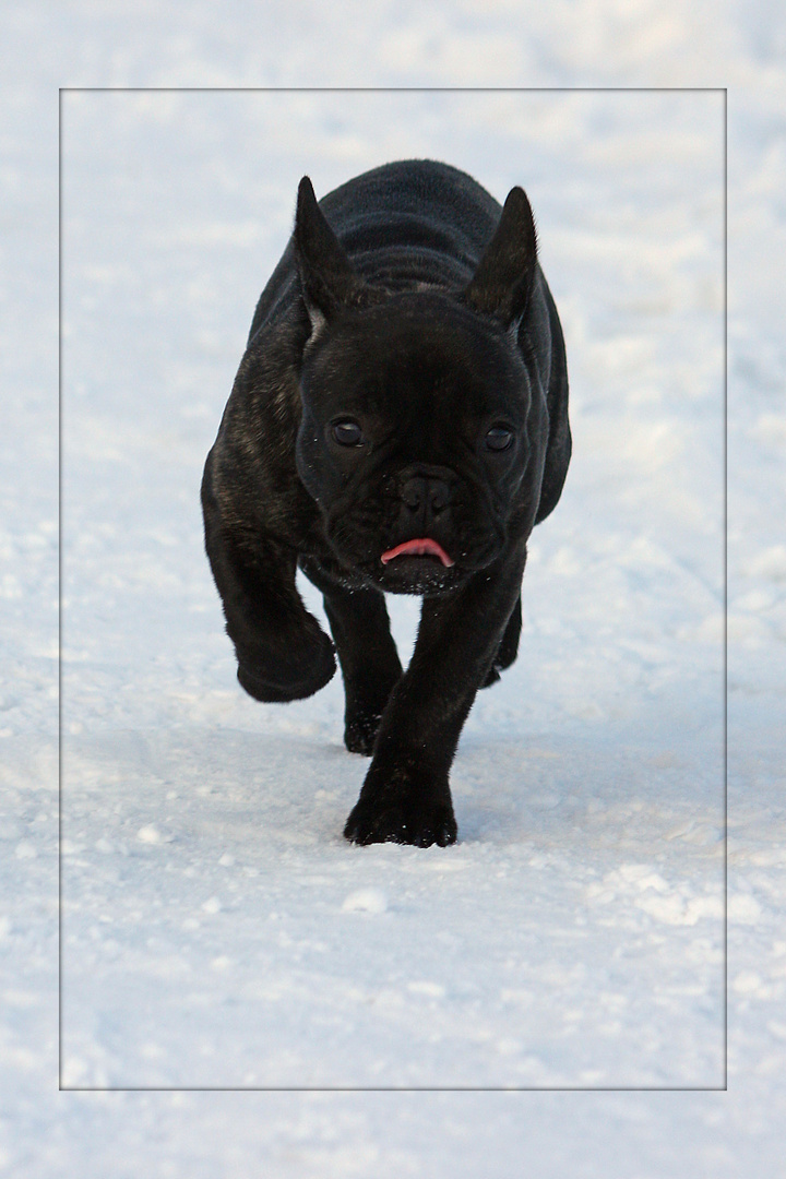 Babbels im Schnee