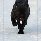 Babbels im Schnee