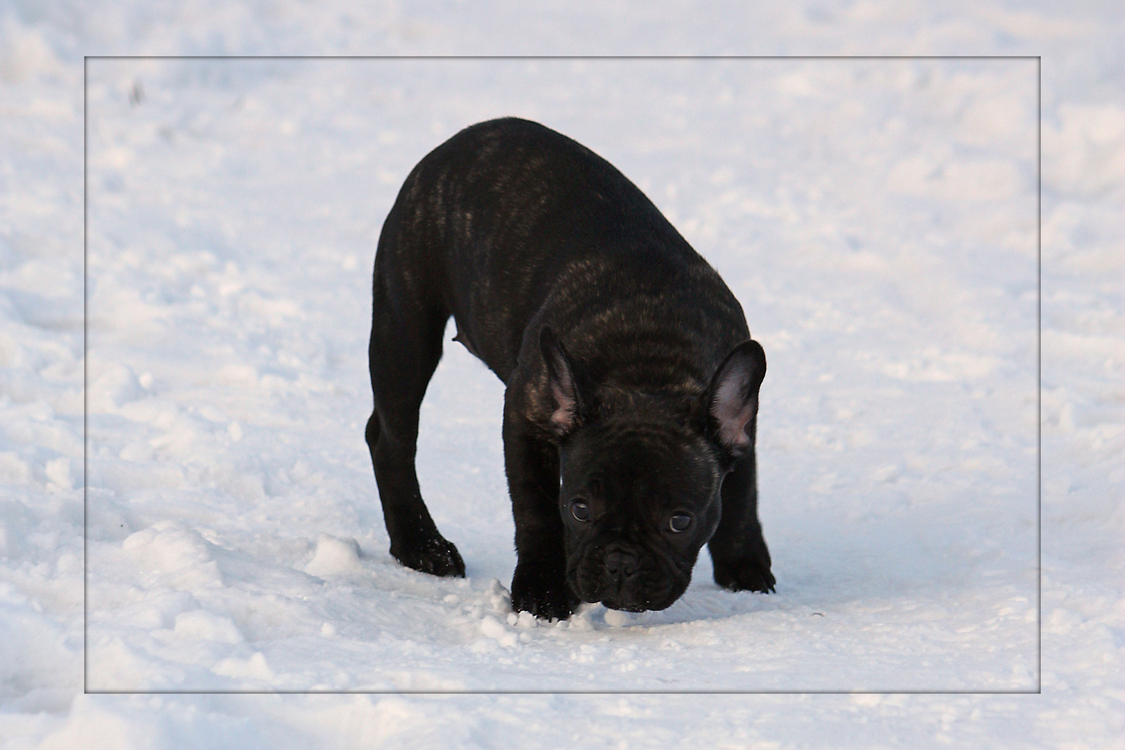 Babbels im Schnee Teil 2