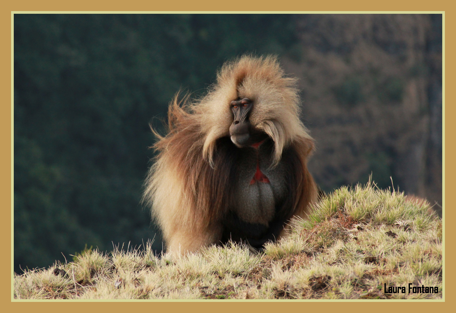 Babbuini Gelada