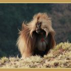 Babbuini Gelada