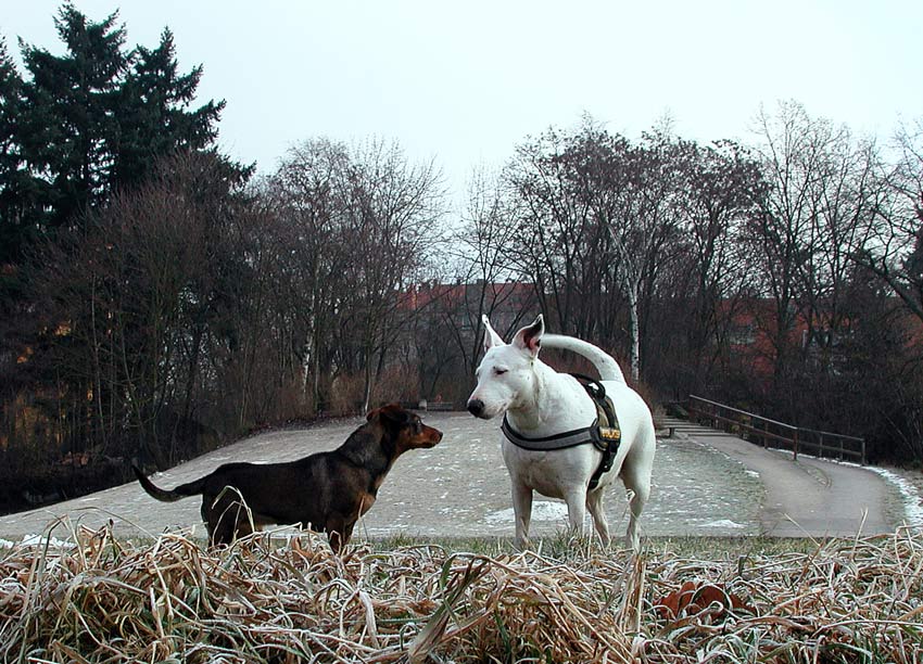 Babe Kleinerhund mag kleinere Hunde gern