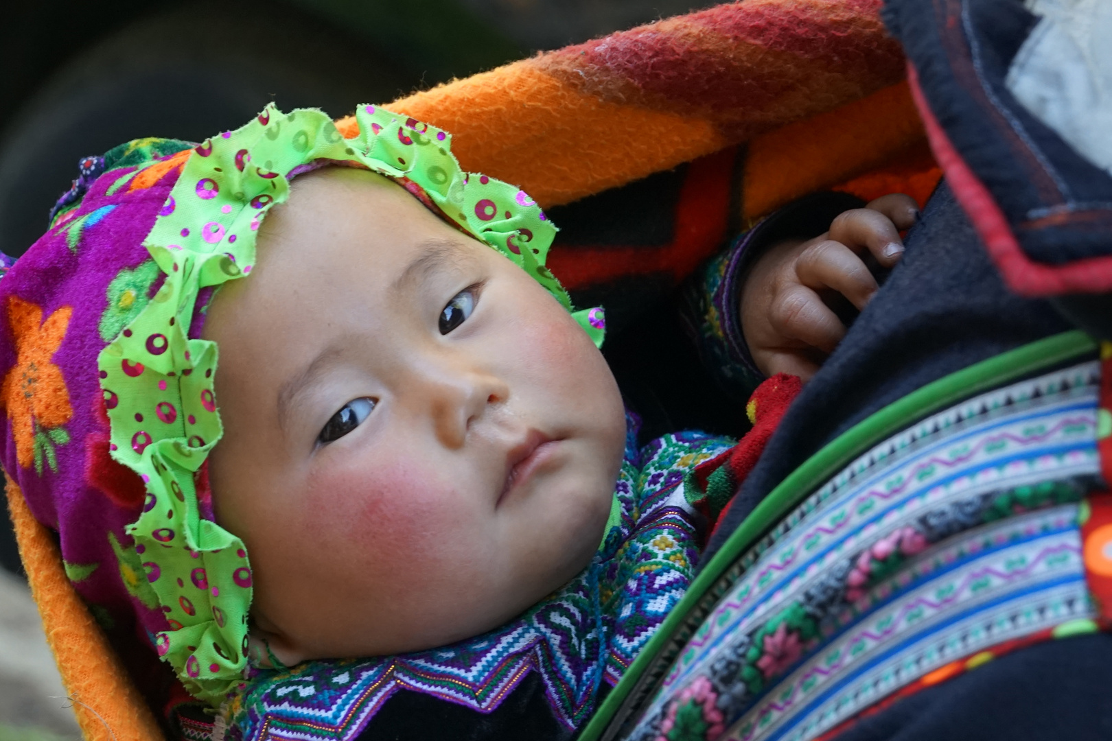 Babi in Sapa