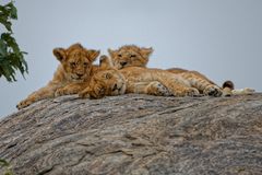 Babies, Serengeti NP