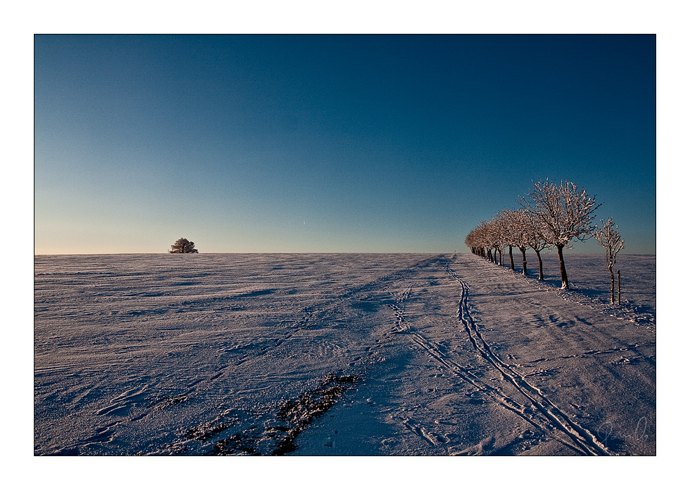 [ Babisnauer Pappel / -25°C ]