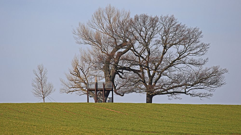 Babisnauer Pappel im Frühling 2021