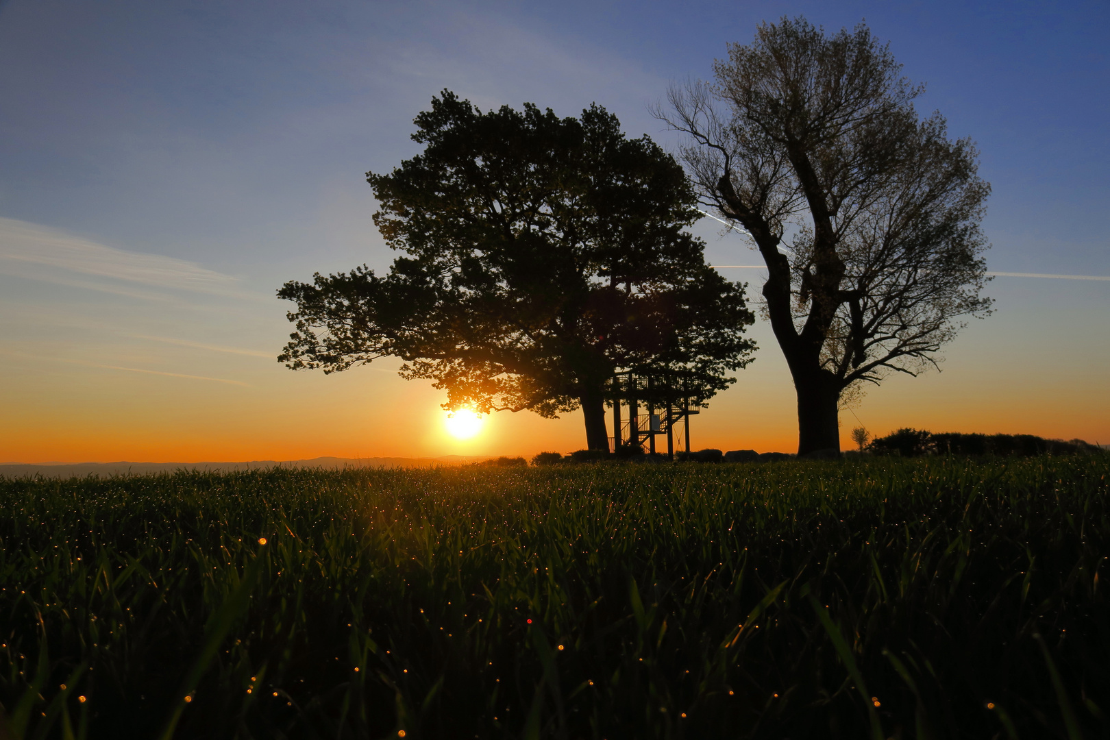 Babisnauer Pappel Sonnenaufgang