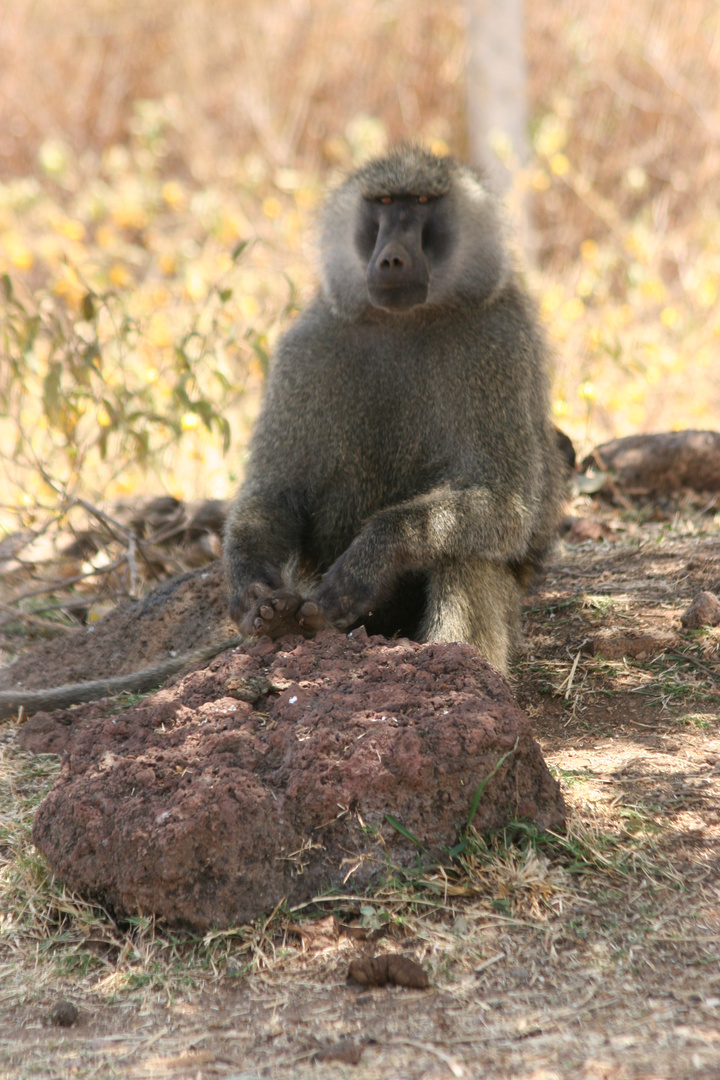 Baboon