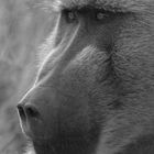 Baboon