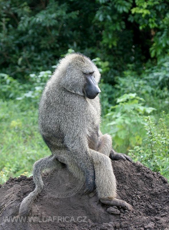 Baboon