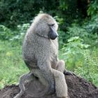 Baboon