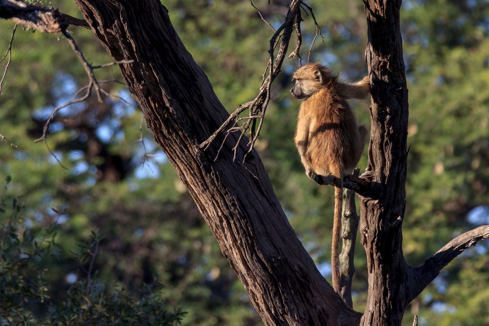 Baboon