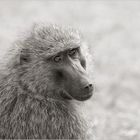 baboon