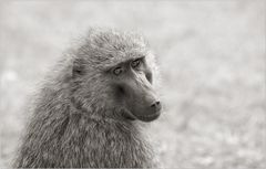 baboon