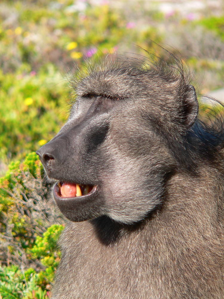 Baboon am Cape of Good Hope