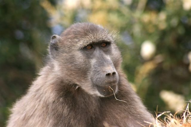 Baboon am Kap