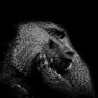 baboon