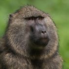 Baboon