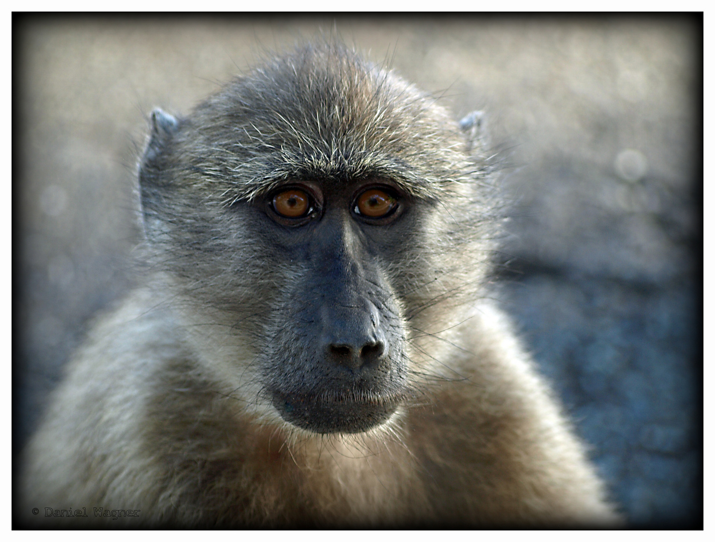 BABOON