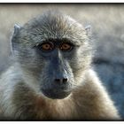 BABOON