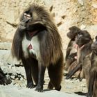 Baboon