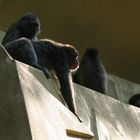 Baboon City - Amsterdam Zoo (Artis) 2006