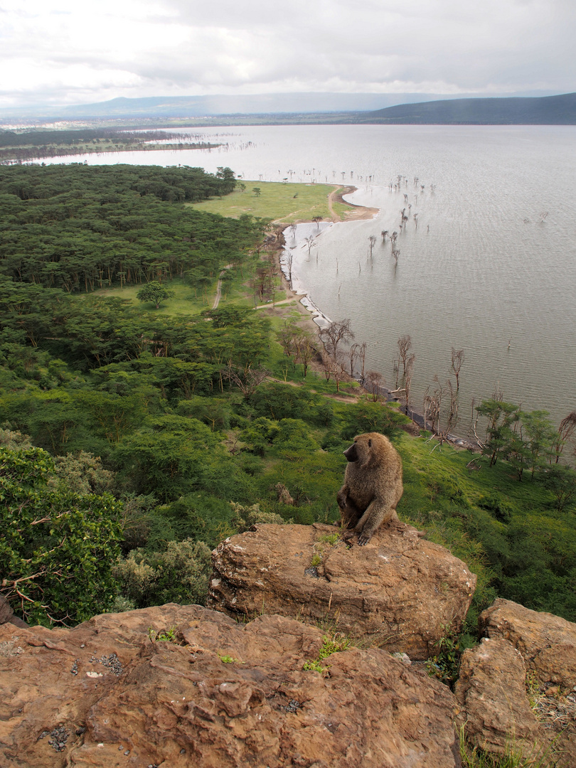 baboon cliff