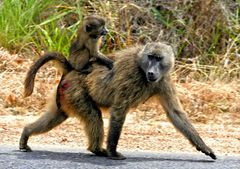 Baboon Familie