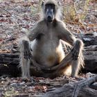 Baboon im Bwabwata-Nationalpark