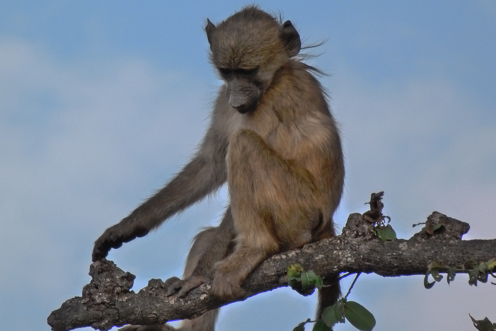 Baboon im Chobe Park