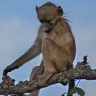 Baboon im Chobe Park