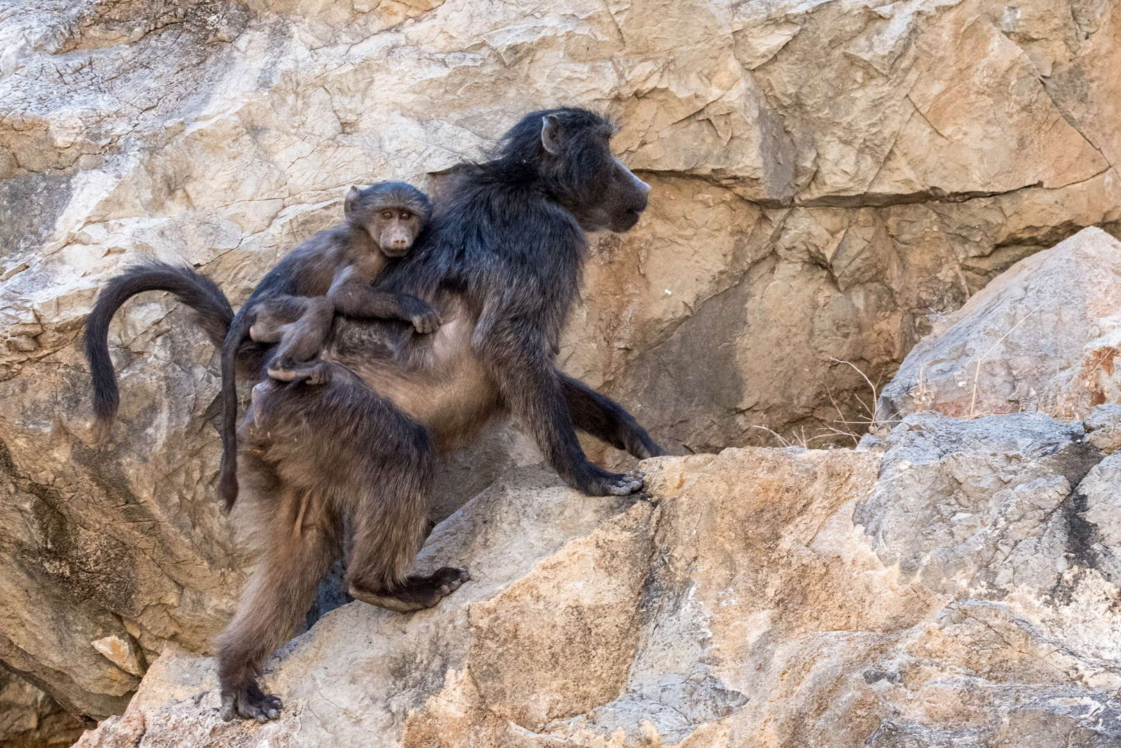 Baboon mit Baby