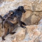 Baboon mit Baby