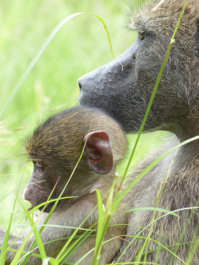 Baboon Mother with Baby