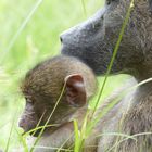 Baboon Mother with Baby