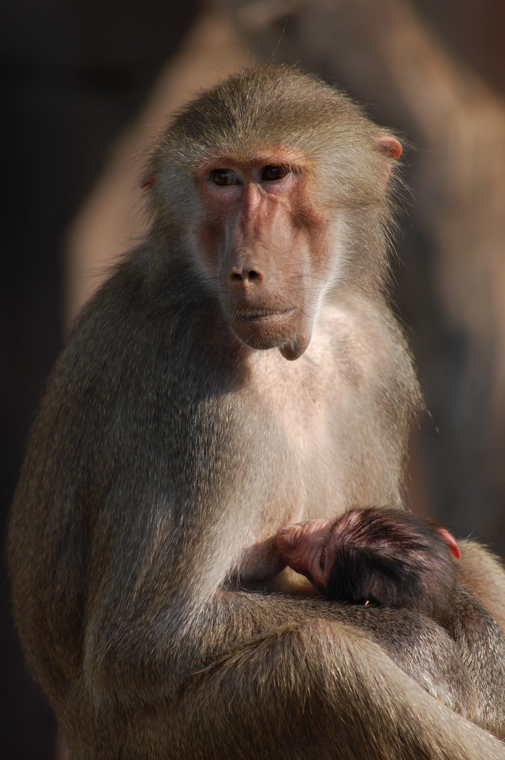 Baboon nursing baby