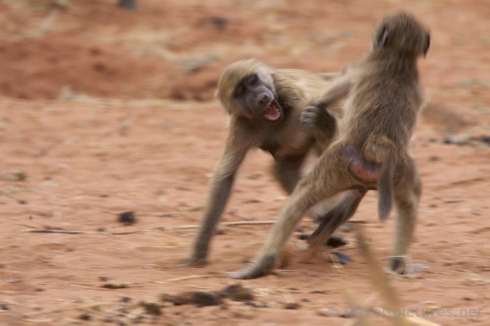 Baboon Rogues Action Shot