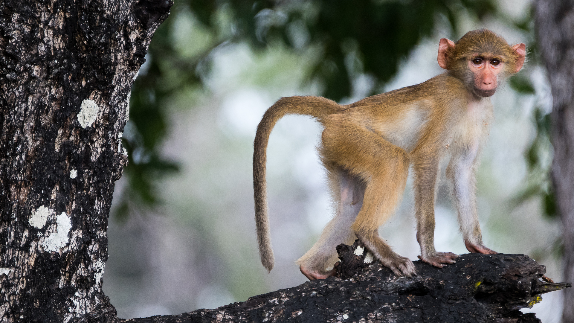 Baboon, Sambia