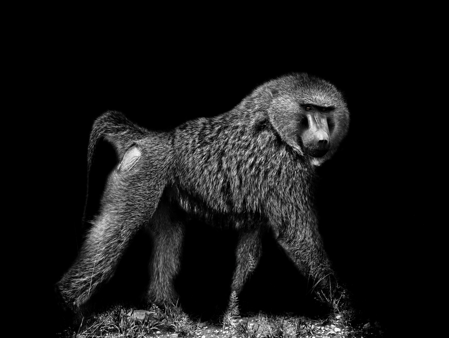 Baboon sculpture