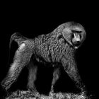 Baboon sculpture