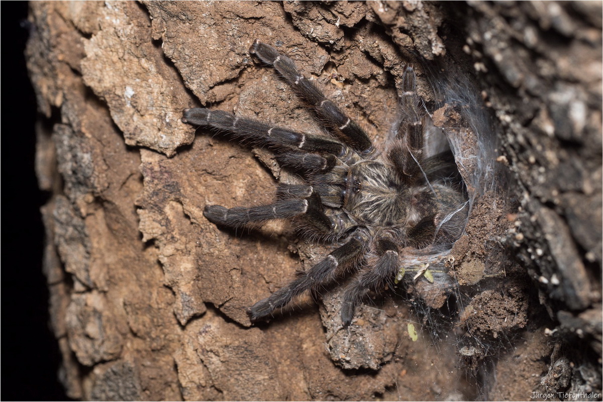 Baboon Spider