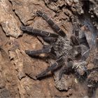 Baboon Spider