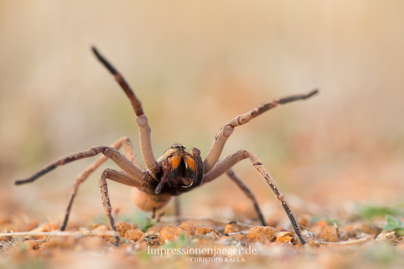 Baboon Spider