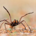 Baboon Spider