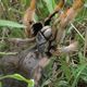 Baboon Spider Kruger Park