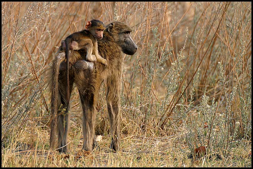 Baboon with child