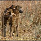 Baboon with child